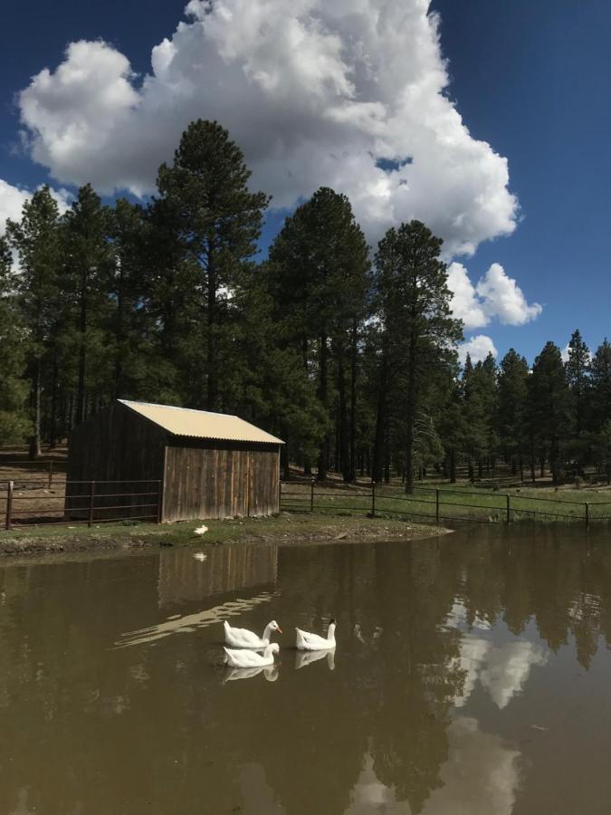 Grand Canyon Cottage At Historic Wrigley Ranch With Horseback Riding & Shooting Parks Exterior photo